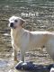 Labrador Retriever Puppies for sale in Bellingham, WA 98226, USA. price: NA