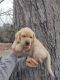 Labrador Retriever Puppies for sale in Ionia, MI 48846, USA. price: $650