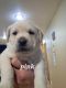 Labrador Retriever Puppies for sale in Frazee, MN 56544, USA. price: $600