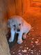 Labrador Retriever Puppies for sale in Greensboro, NC, USA. price: $600