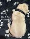 Labrador Retriever Puppies for sale in Gillette, WY, USA. price: $600