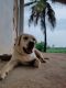 Labrador Retriever Puppies for sale in Thyagaraja Nagar, Basavanagudi, Bengaluru, Karnataka, India. price: 10000 INR
