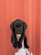Labrador Retriever Puppies for sale in Sacramento, CA, USA. price: $800