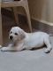 Labrador Retriever Puppies for sale in Subbaiahnapalya, Banaswadi, Bengaluru, Karnataka 560043, India. price: 11000 INR