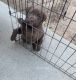 Labrador Retriever Puppies for sale in Lake Elsinore, CA, USA. price: NA