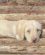 Labrador Retriever Puppies for sale in Morrow, OH 45152, USA. price: $700