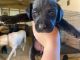 Labrador Retriever Puppies for sale in Denton, NC, USA. price: NA