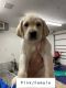 Labrador Retriever Puppies for sale in Fruita, CO 81521, USA. price: NA