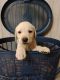 Labrador Retriever Puppies for sale in Mumbai, Maharashtra, India. price: 14000 INR