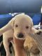 Labrador Retriever Puppies for sale in Hialeah, FL 33010, USA. price: $1,500