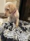 Labrador Retriever Puppies for sale in Oklahoma City, OK, USA. price: $200