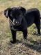 Labrador Retriever Puppies for sale in Spartanburg, SC, USA. price: $50