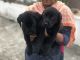 Labrador Retriever Puppies for sale in Thirunageswaram, Tamil Nadu 612204, India. price: 8000 INR