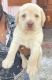 Labrador Retriever Puppies for sale in Vandalur, Tamil Nadu 600048, India. price: 8000 INR