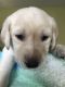 Labrador Retriever Puppies for sale in 919 Courtenay Ct, Galt, CA 95632, USA. price: NA