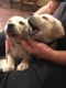 Labrador Retriever Puppies for sale in 919 Courtenay Ct, Galt, CA 95632, USA. price: $1,500