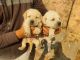 Labrador Retriever Puppies for sale in Dehradun, Uttarakhand, India. price: NA