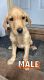 Labrador Retriever Puppies for sale in Foley, MN 56329, USA. price: $500
