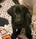 Labrador Retriever Puppies for sale in Castle Rock, CO, USA. price: $950