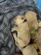 Labrador Retriever Puppies for sale in Thomaston, CT 06787, USA. price: $1,200
