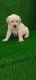 Labrador Retriever Puppies for sale in Lane No. V20-a, DLF Phase 3, Sector 24, Gurugram, Haryana 122010, India. price: 14500 INR