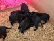 Labrador Retriever Puppies for sale in Rexford, NY 12148, USA. price: NA