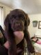 Labrador Retriever Puppies for sale in Wilkes-Barre, PA, USA. price: $1,000
