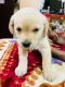 Labrador Retriever Puppies for sale in Gurugram, Haryana, India. price: 14000 INR