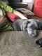 Labrador Retriever Puppies for sale in Scherr, WV 26833, USA. price: $500