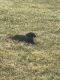 Labrador Retriever Puppies for sale in Scherr, WV 26833, USA. price: $250