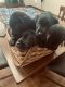 Labrador Retriever Puppies for sale in Little Chute, WI, USA. price: $800