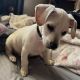 Labrador Retriever Puppies for sale in Atlanta, GA, USA. price: $600
