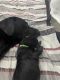 Labrador Retriever Puppies for sale in Manchester, CT, USA. price: $2,000