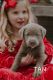 Labrador Retriever Puppies for sale in Zolfo Springs, FL, USA. price: NA