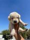 Labrador Retriever Puppies for sale in Neemuch, Madhya Pradesh 458441, India. price: 12000 INR