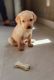 Labrador Retriever Puppies for sale in Indore, Madhya Pradesh, India. price: 12000 INR