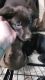 Labrador Retriever Puppies for sale in Oak Harbor, WA 98277, USA. price: $1,200