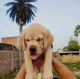 Labrador Retriever Puppies for sale in Bhagalpur, Bihar, India. price: 16000 INR