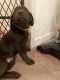 Labrador Retriever Puppies for sale in 302 Sweet Gum Pl, Pearl, MS 39208, USA. price: $1,000