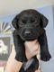 Labrador Retriever Puppies for sale in Fort Lupton, CO 80621, USA. price: NA