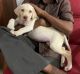 Labrador Retriever Puppies for sale in Kovilambakkam, Chennai, Tamil Nadu, India. price: 18000 INR
