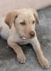 Labrador Retriever Puppies for sale in Sunder Nagar, Jamshedpur, Jharkhand, India. price: NA