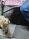 Labrador Retriever Puppies for sale in Alandi Rd, Laxmi-Narayan Nagar, Wadmukhwadi, Charholi Budruk, Pimpri-Chinchwad, Maharashtra, India. price: 12000 INR