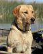 Labrador Retriever Puppies for sale in Marshall, MN 56258, USA. price: $1,000