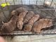 Labrador Retriever Puppies for sale in Hudson, MI 49247, USA. price: $800