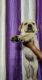 Labrador Retriever Puppies for sale in JB Estate, Avadi, Tamil Nadu 600071, India. price: 10000 INR
