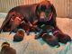 Labrador Retriever Puppies for sale in Cable, OH 43009, USA. price: $700