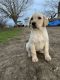 Labrador Retriever Puppies for sale in Terra Bella, CA 93270, USA. price: NA