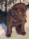 Labrador Retriever Puppies for sale in Victor, MT 59875, USA. price: $800