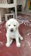 Labrador Retriever Puppies for sale in Machilipatnam, Andhra Pradesh, India. price: 9000 INR